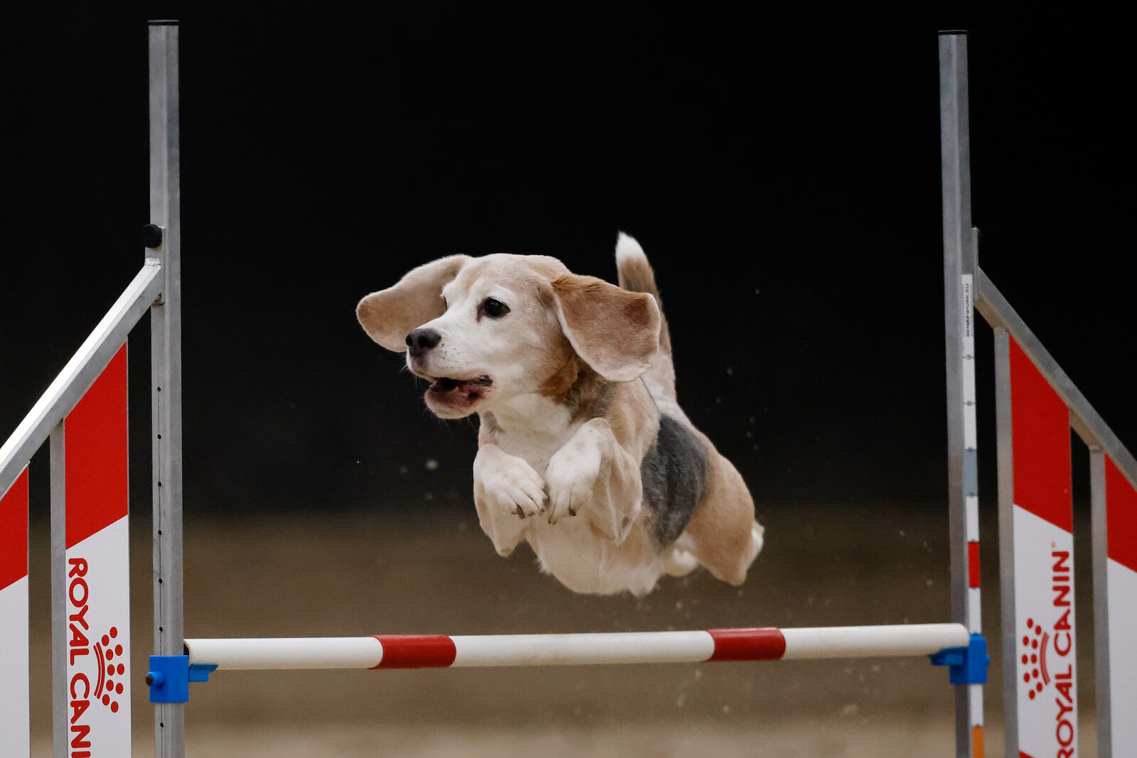 Hond neemt een sprong tijdens agility