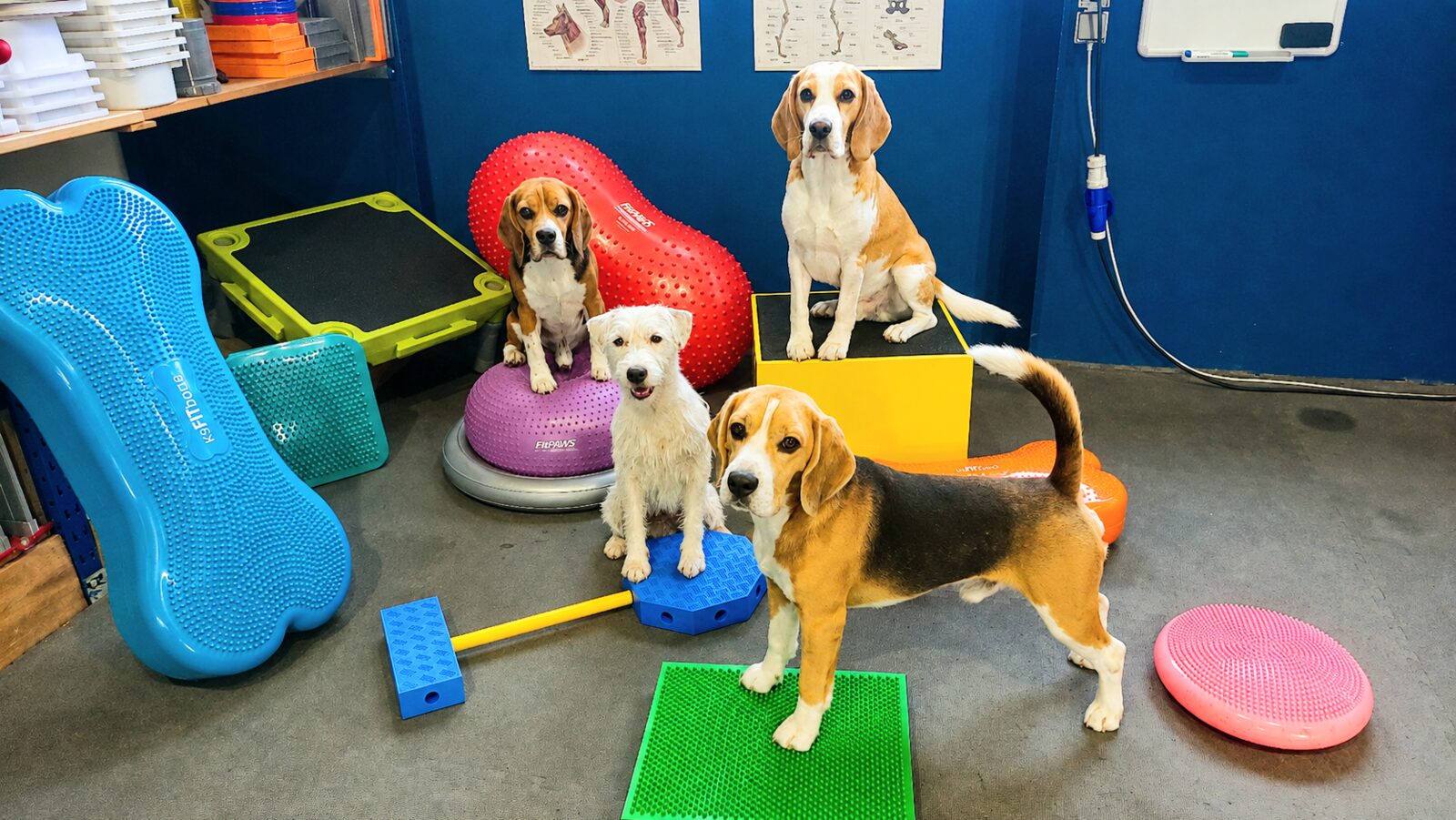 Hond doet een fitnessoefening op balanskussens