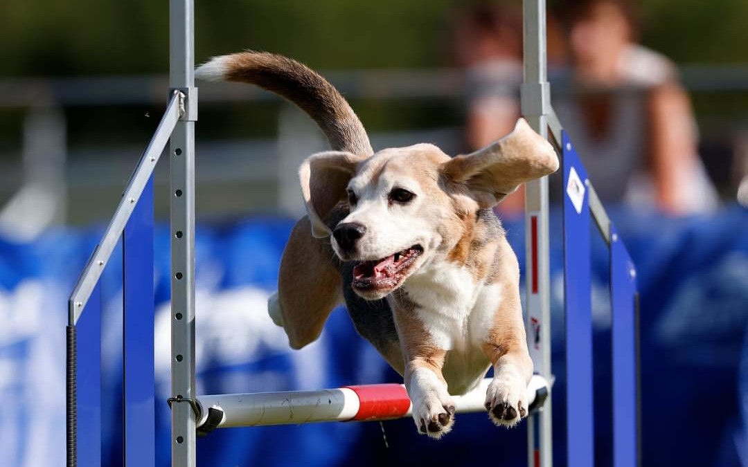 Hond springt over een hindernis tijdens agility