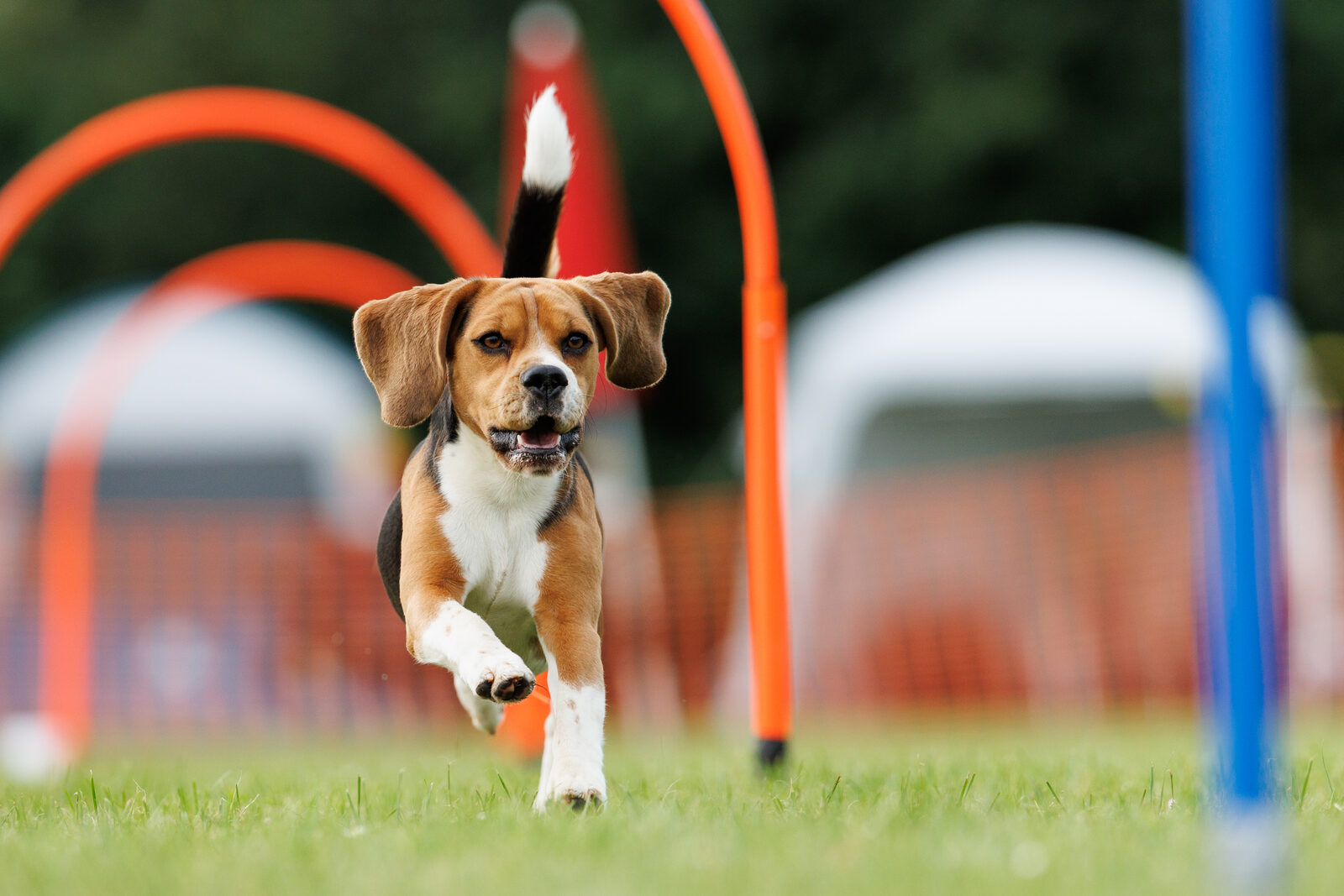 Hond loopt door een hoopers-parcours
